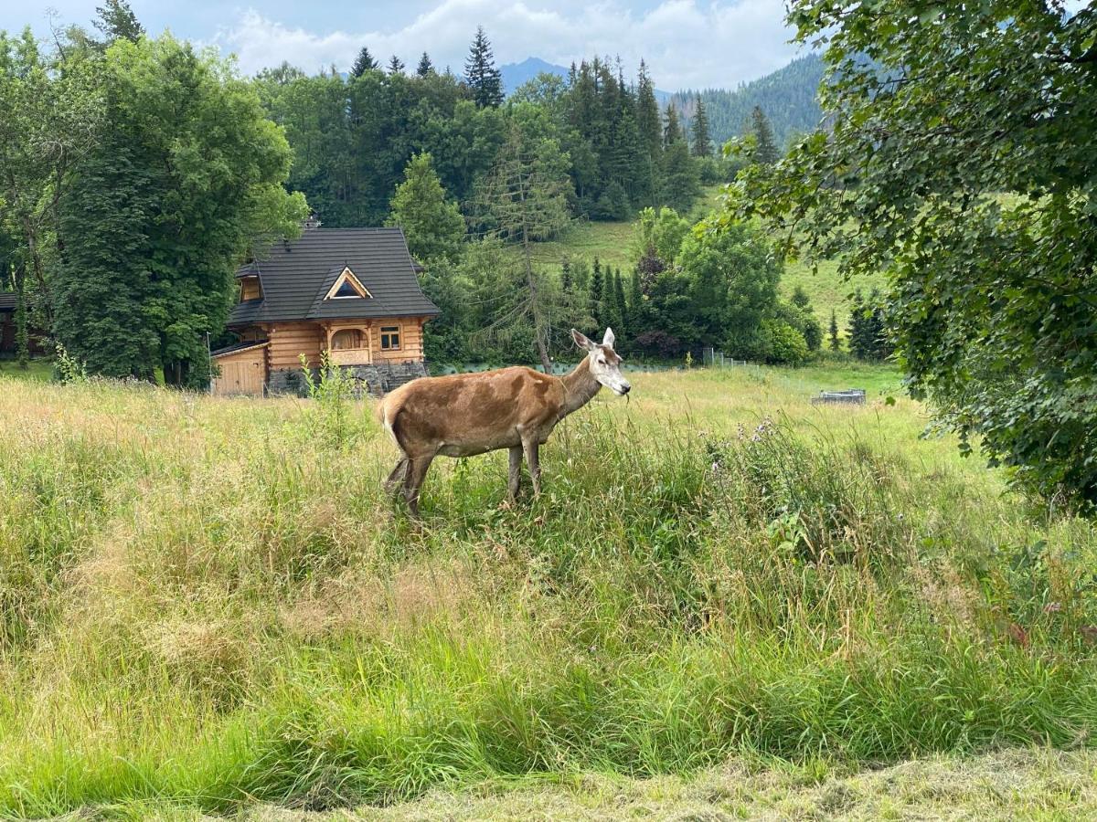 Apartament pod Wierchem Zakopane Zewnętrze zdjęcie